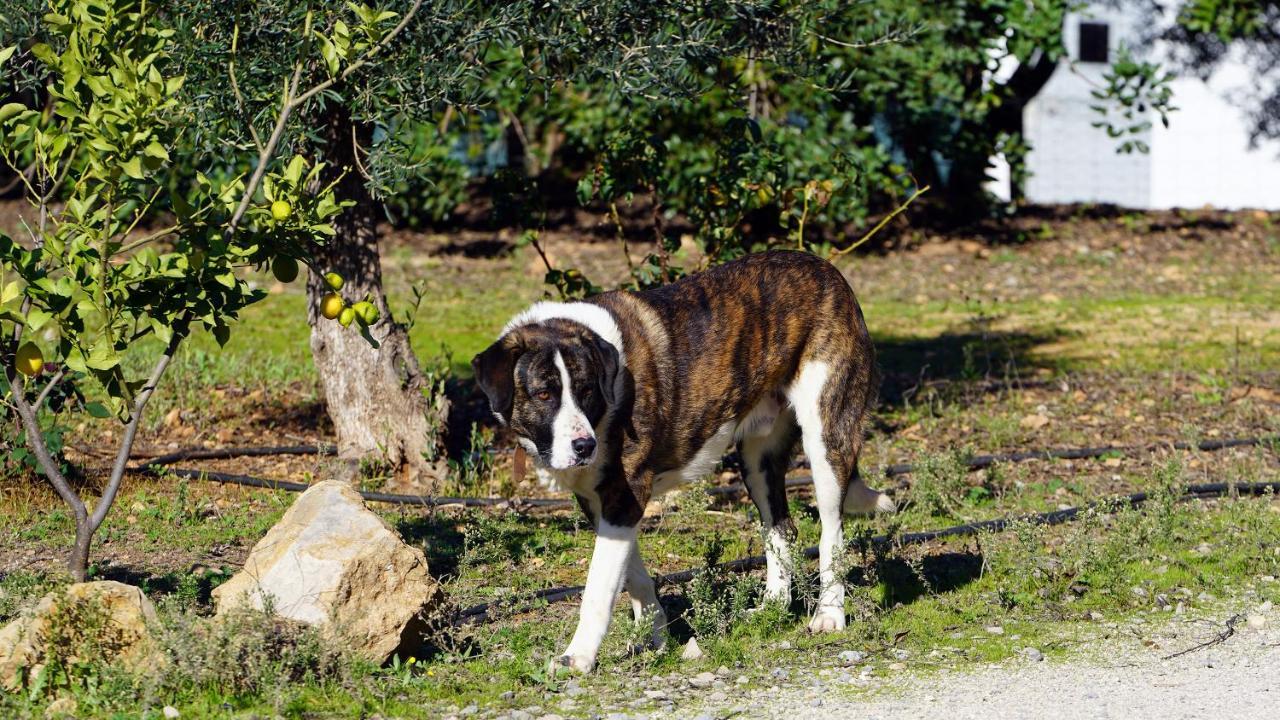 Hotel Rural Quinta Do Marco - Nature & Dining Тавира Екстериор снимка